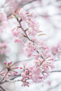 Close-up of pink cherry blossoms in spring