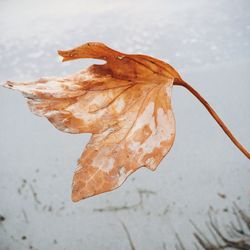 Close-up of dry leaf during winter