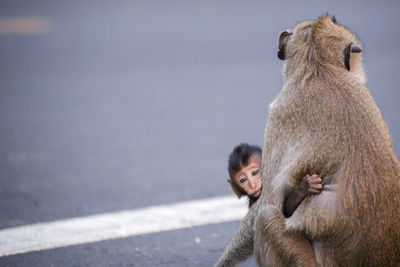 Monkeys sitting outdoors