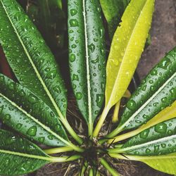 Full frame shot of wet leaves