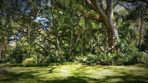 Trees in forest