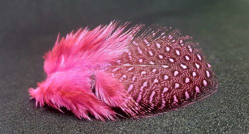 Close-up of peacock