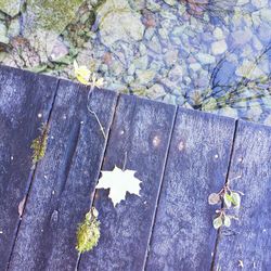 Fallen leaves on ground