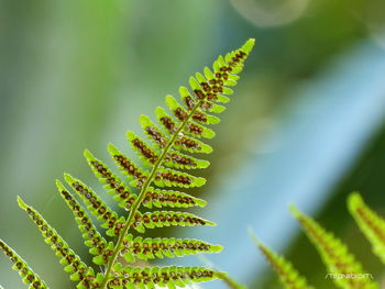 Close-up of plant