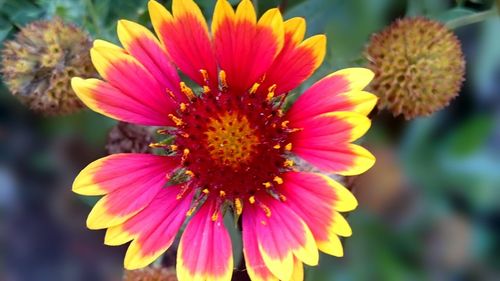 Close-up of yellow flower