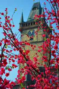 Low angle view of pink flowers