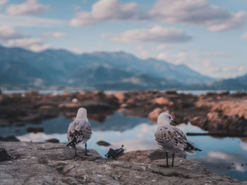 Seagulls perching on rock