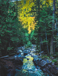 Stream flowing amidst trees in forest