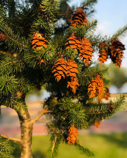 Close-up of pine tree