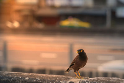 Close-up of bird perching on retaining wall