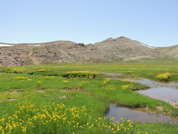 Scenic view of field against clear sky