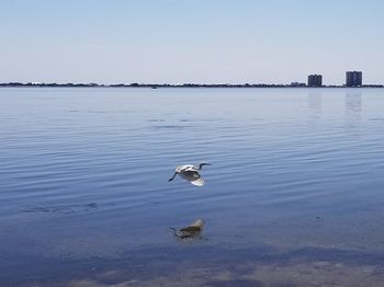 Swan swimming in lake against clear sky