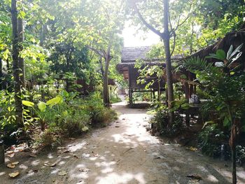 Footpath amidst trees and plants in forest