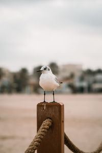 Morning beach walk