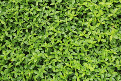 Full frame shot of plants