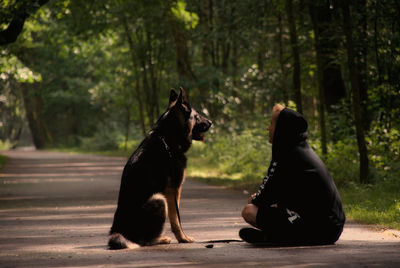 Dog standing on road