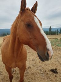 Horse on field against sky