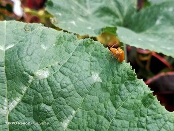 Close-up of insect on leaves