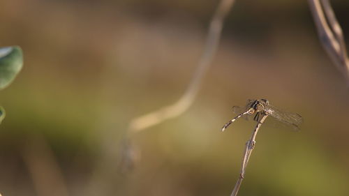 Close-up of insect on stem against blurred background