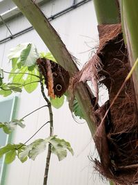 Close-up of butterfly hanging on plant