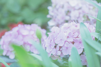 Close-up of pink flowers blooming outdoors