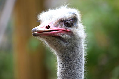 Close-up portrait of a bird