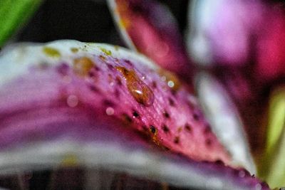 Macro shot of pink flower