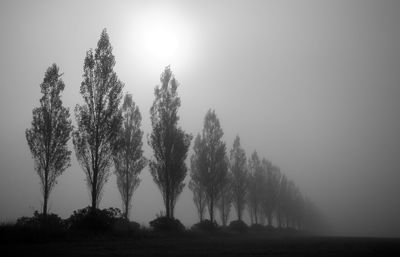 Trees on field against sky