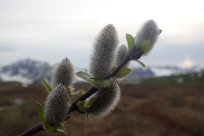 Close-up of flowering plant on field against sky