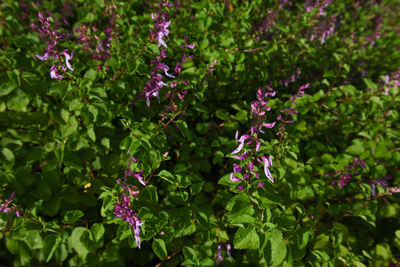 Close-up of purple flowering plants