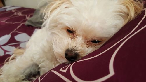 Close-up portrait of dog lying at home