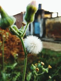 Close-up of flower against blurred background