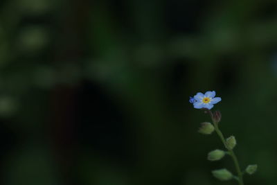 Close-up of flowers blooming outdoors