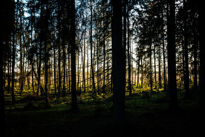 Trees in forest during sunset