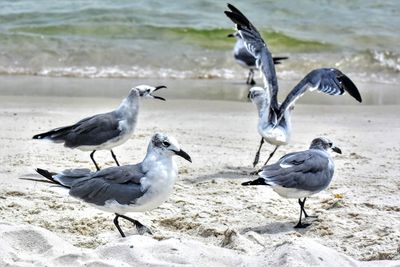 Seagulls on beach