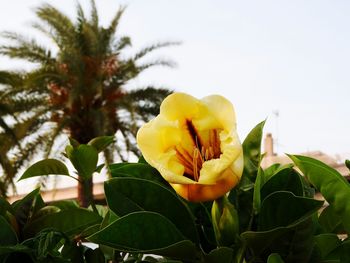 Close-up of yellow flowers blooming outdoors