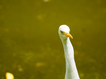 Picture of little egret or mesophoyx garzetta face