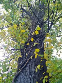 Low angle view of tree trunk