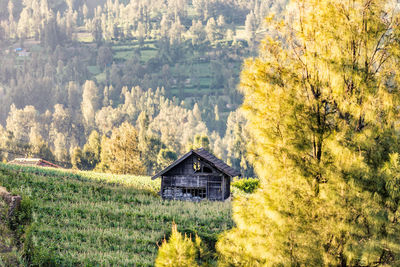 House amidst trees and plants during autumn