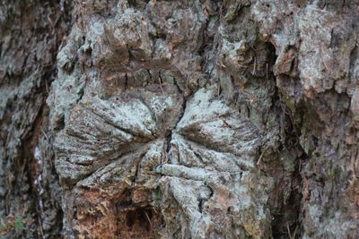 Close-up of tree trunk