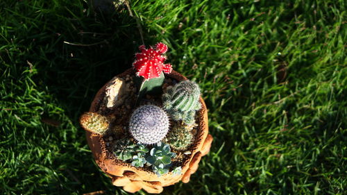 High angle view of red flowering plant on land