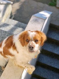 High angle portrait of dog on floor