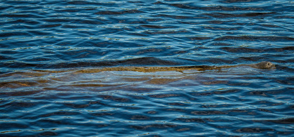 Full frame shot of rippled water