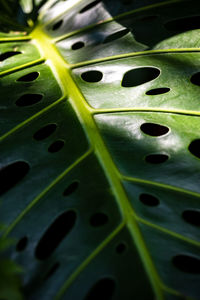 Full frame shot of lotus leaves