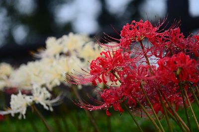 Close-up of red flowering plant