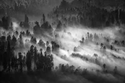 Panoramic view of trees in forest against sky