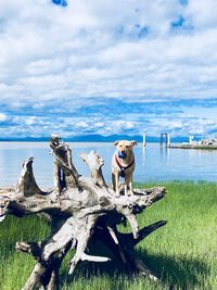 Scenic view of driftwood on shore against sky