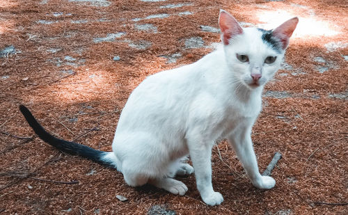 Portrait of white cat sitting on land