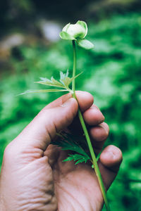 Man holding a little flower in his hand fragility concept