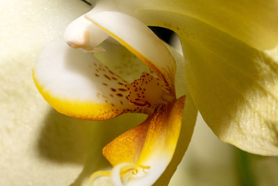 Macro shot of yellow orchid flower with soft focus. and shadows.